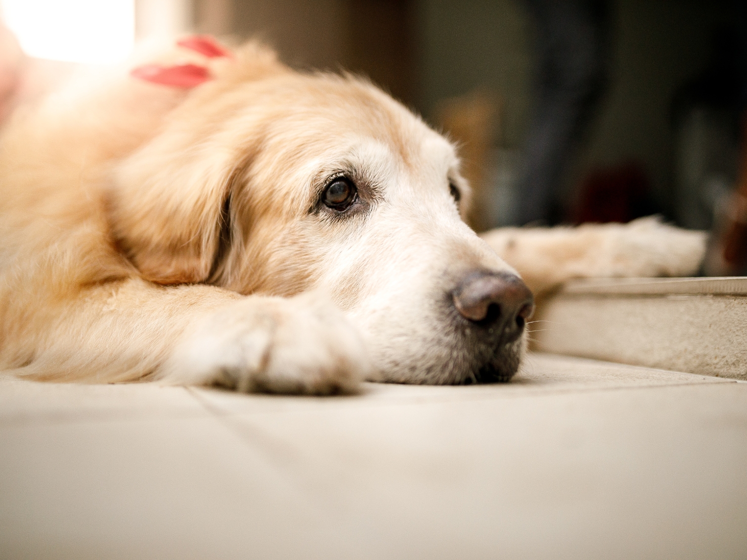 足腰が弱くなったシニア犬