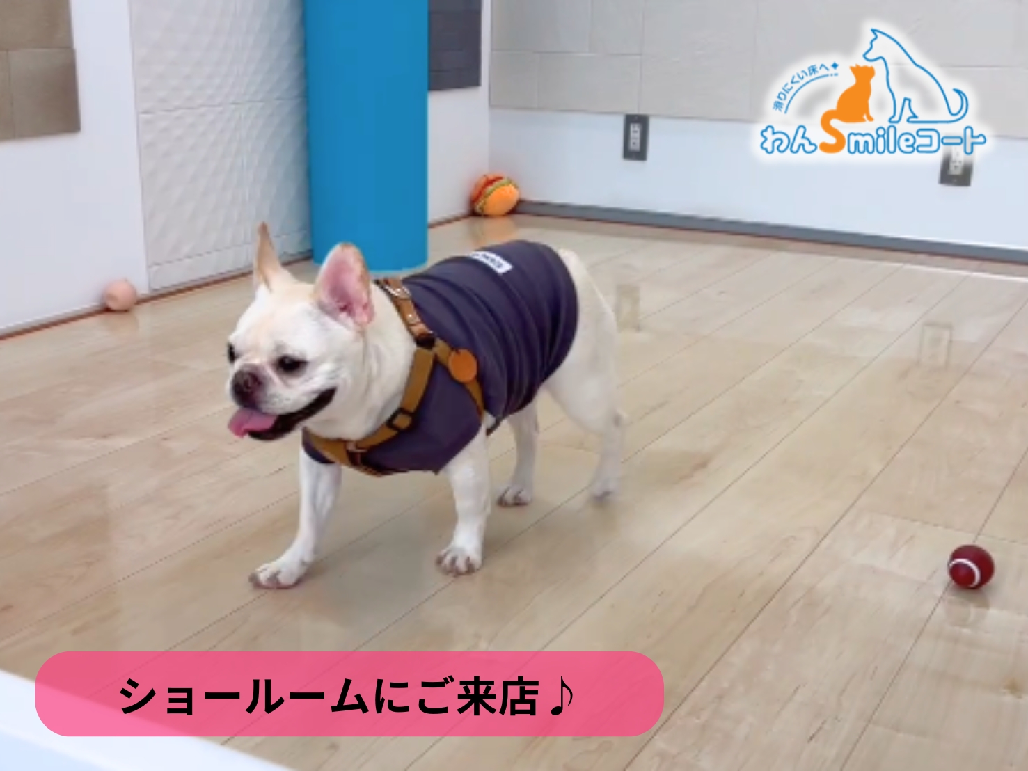 愛犬の足腰を守る床へ。フレンチブルドッグにもおすすめ「わんスマイルコート」ショールーム体験　11月2日