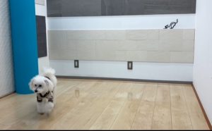 ショールームでわんスマイルコートのグリップ力を体験