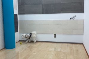 ショールームでわんスマイルコートのグリップ力を体験