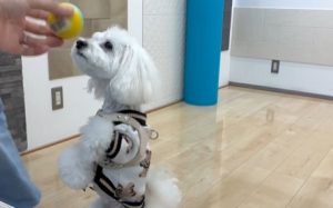 ショールームでわんスマイルコートのグリップ力を体験