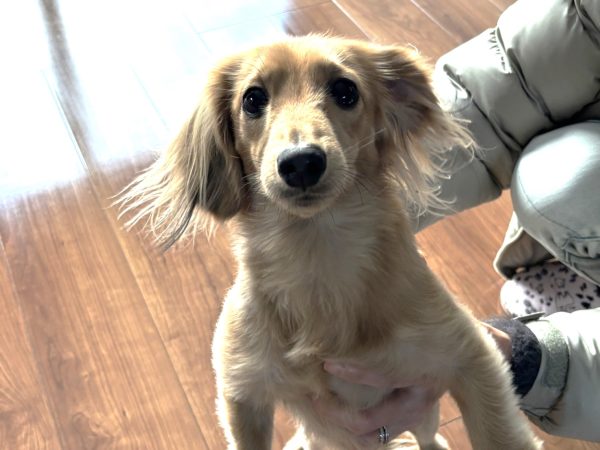 フロアコーティング後の室内を歩く犬の様子｜足腰への負担軽減