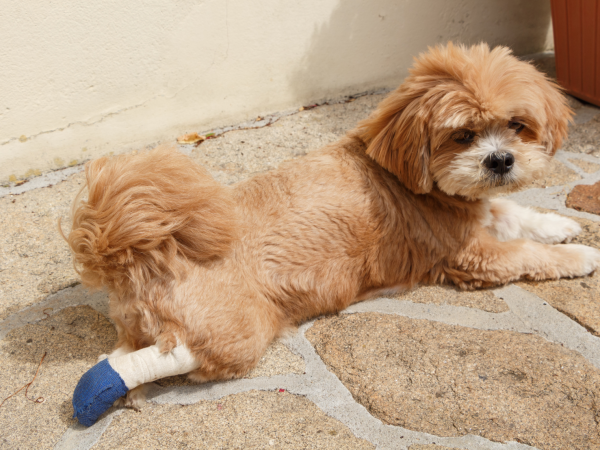 犬がフローリングで滑りやすく歩く様子