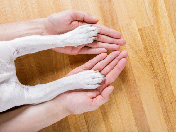 爪は“ひっかかり”として作用する