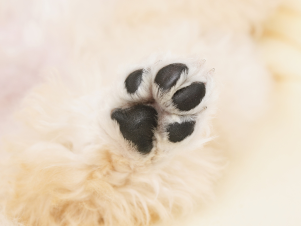 肉球でフローリングを歩く犬の足元