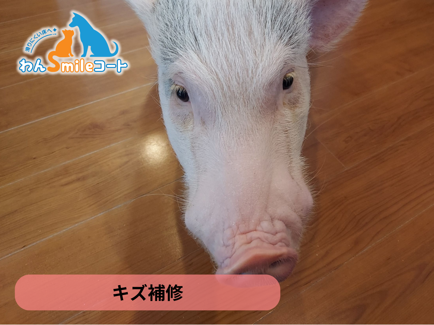 【神奈川県川崎市多摩区】ペット用フロアコーティング わんスマイルコート アフターフォローキズ補修 12月15日