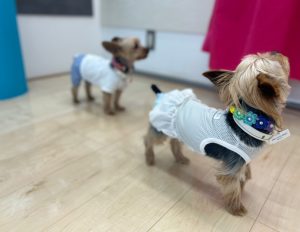 ショールームでわんスマイルコートを床サイズで体感する様子