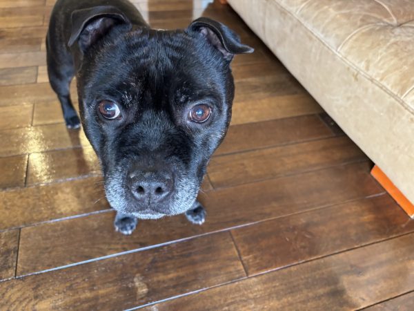 東京都足立区 フロアコーティング 施工後のわんちゃんの様子 わんスマイルコート