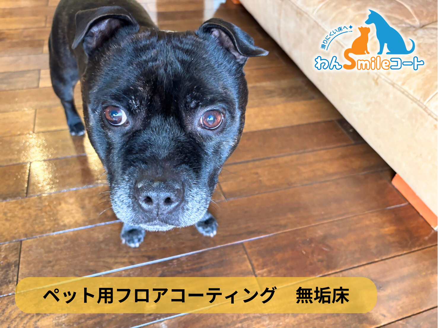 【東京都足立区】ペット用フロアコーティング施工事例｜入居中マンション　わんスマイルコート