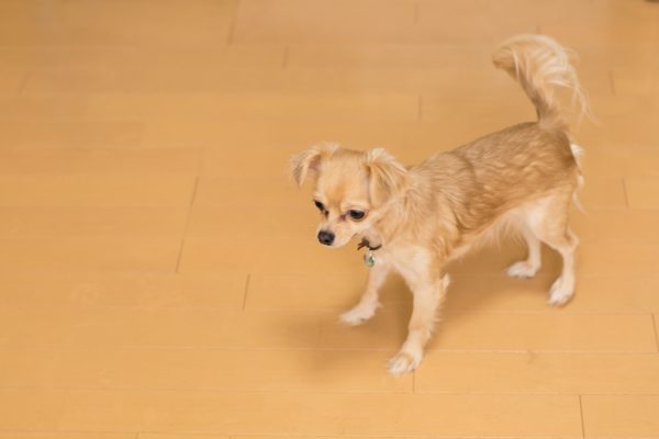 フローリングで踏ん張りにくそうに立つ犬の足元
