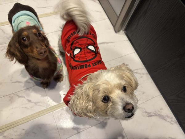 横浜市保土ヶ谷区 フロアコーティング わんスマイルコート施工後のわんちゃんの様子