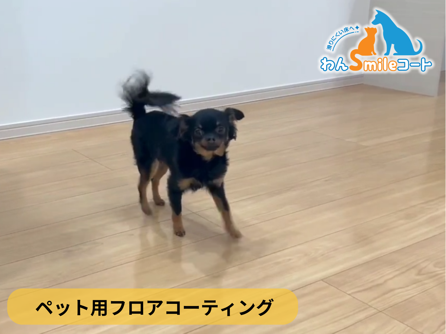 【新潟県長岡市】ペット用フロアコーティング施工事例｜新築戸建　わんスマイルコート