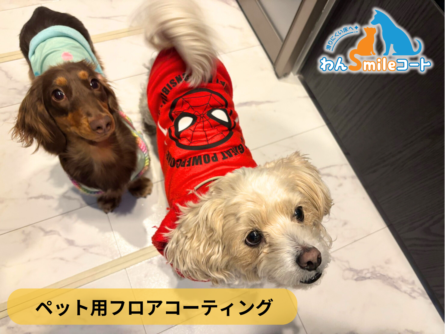 【神奈川県横浜市保土ヶ谷区】ペット用フロアコーティング施工事例｜入居中戸建(築1年)　わんスマイルコート