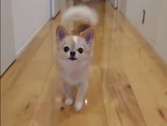 東京都江東区 フロアコーティング 施工後のわんちゃん　わんスマイルコート