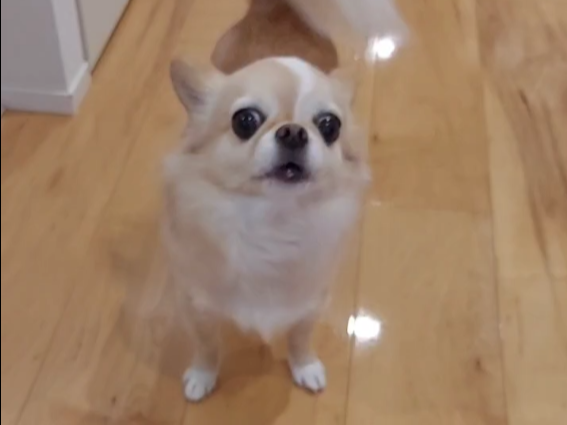 東京都江東区 フロアコーティング 施工後のわんちゃん　わんスマイルコート