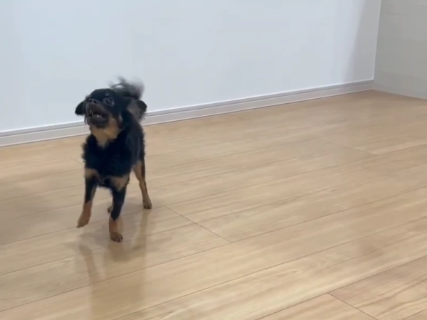 新潟県長岡市 フロアコーティング 施工後 わんスマイルコート わんちゃんの様子