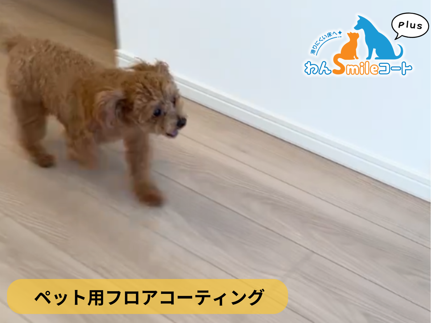 【埼玉県川口市】ペット用フロアコーティング施工事例｜リノベーションマンション　わんスマイルコートplus