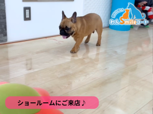 【埼玉県さいたま市】ショールームにご来店いただきました｜フロアコーティングご相談事例