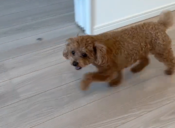 埼玉県川口市 フロアコーティング わんスマイルコートplus 施工後のわんちゃんの様子