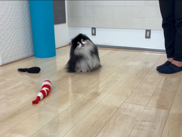 さいたま市ショールーム　フロアコーティングのご相談　わんちゃんの様子