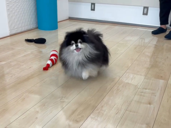 さいたま市ショールーム　フロアコーティングのご相談　わんちゃんの様子