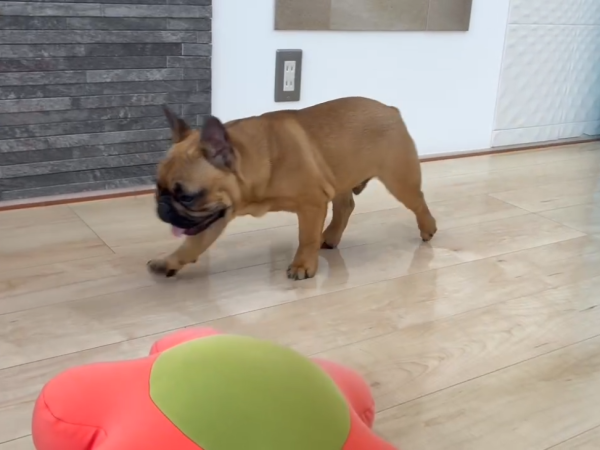 埼玉県さいたま市ショールーム わんスマイルコートの床で遊ぶ様子