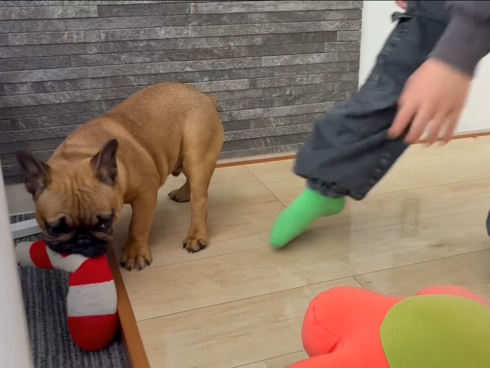 埼玉県さいたま市ショールーム わんスマイルコートの床で遊ぶ様子