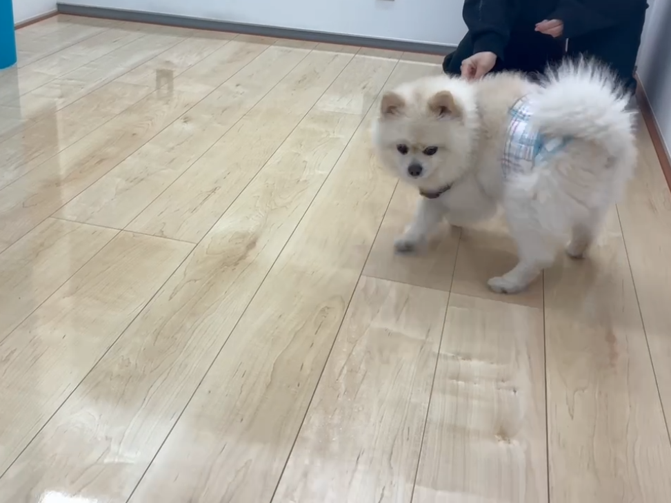 埼玉県さいたま市ショールーム　わんスマイルコートを体験