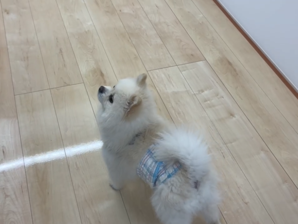 埼玉県さいたま市ショールーム　わんスマイルコートのグリップ感を確認