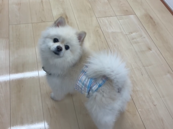 埼玉県さいたま市ショールーム　わんスマイルコートを体験