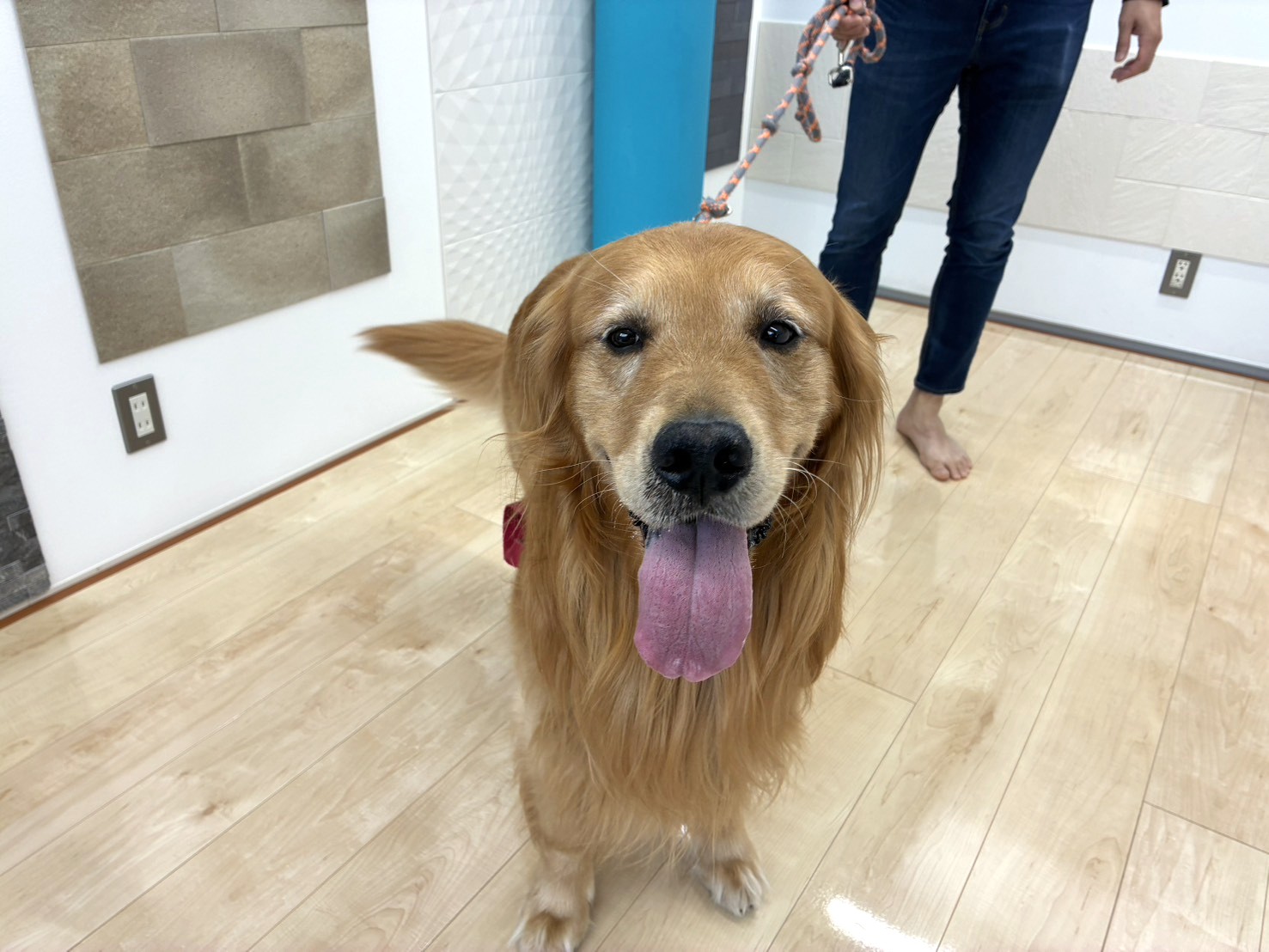 ワンスマイルコート　埼玉　ショールーム　ワンちゃん　　