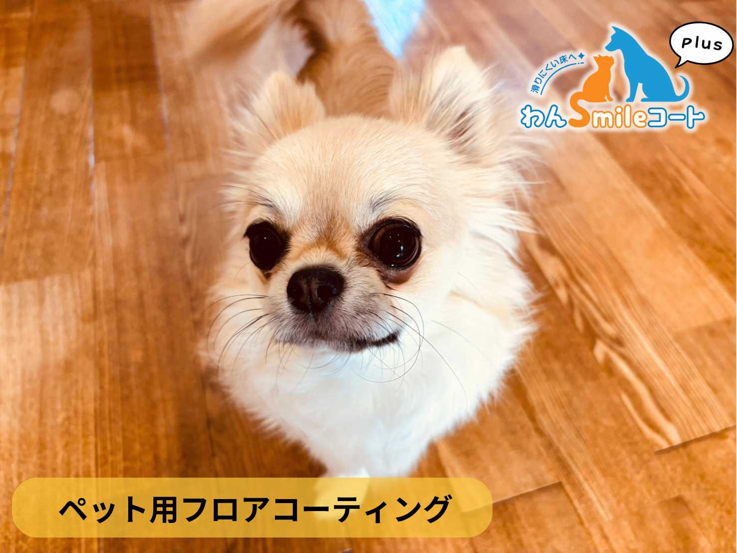 【千葉県船橋市】ペット用フロアコーティング施工事例｜築18年戸建て(無垢タモ材)　わんスマイルコートplus