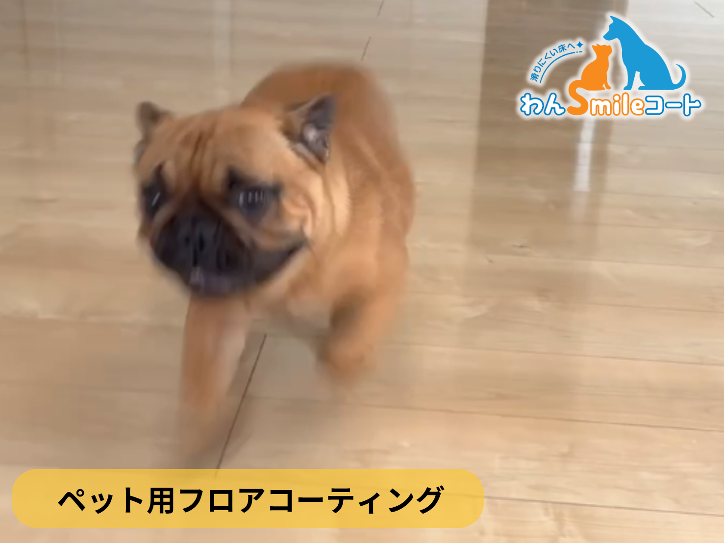 【茨城県ひたちなか市】ペット用フロアコーティング施工事例｜入居中戸建　わんスマイルコート