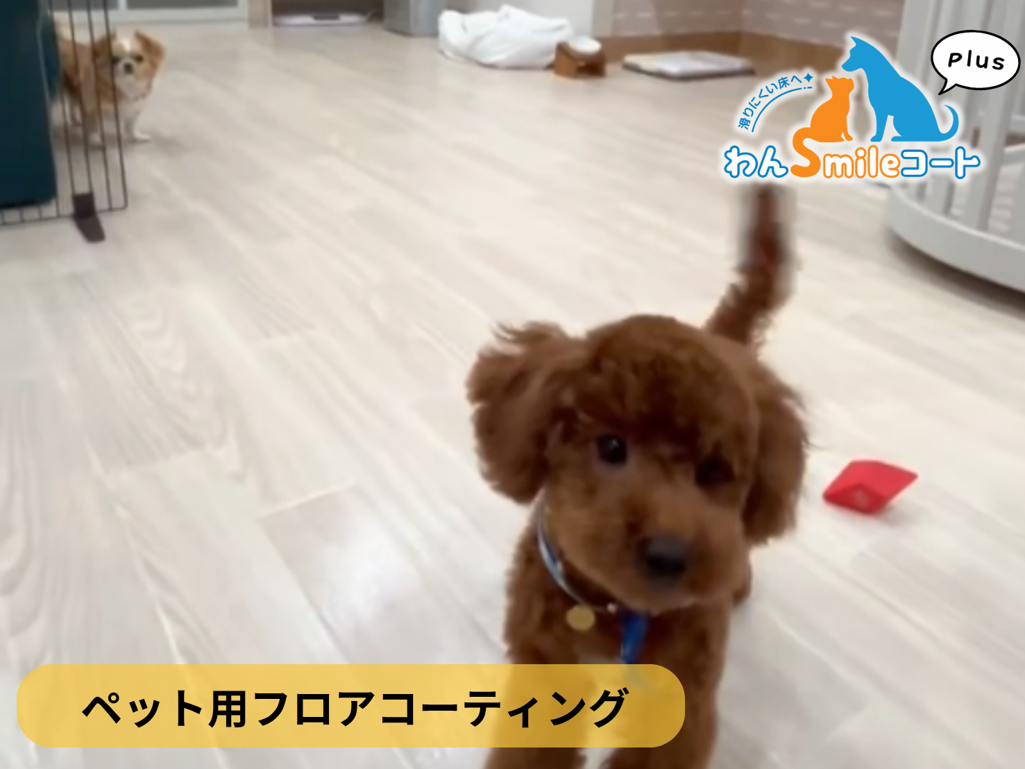 【東京都町田市】ペット用フロアコーティング施工事例｜入居中戸建　わんスマイルコートplus