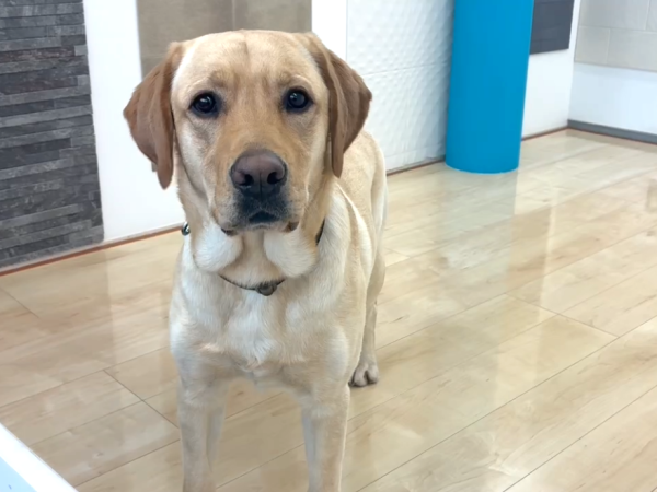 埼玉県さいたま市ショールームにご来店｜フロアコーティングのご相談　ラブラドールレトリバー