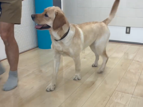 埼玉県さいたま市ショールームにご来店｜フロアコーティングのご相談　わんちゃんが遊ぶ様子