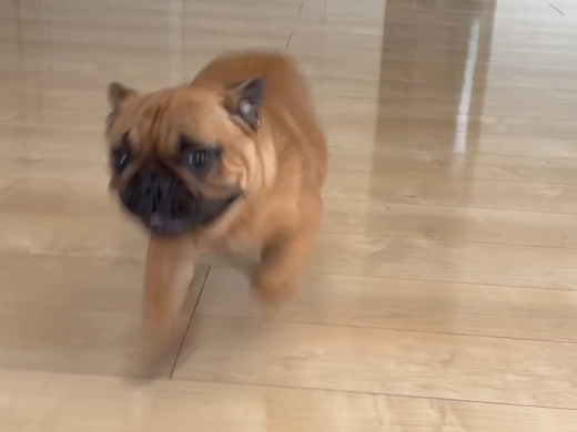 茨城県ひたちなか市 フロアコーティング 施工後のわんちゃんの様子