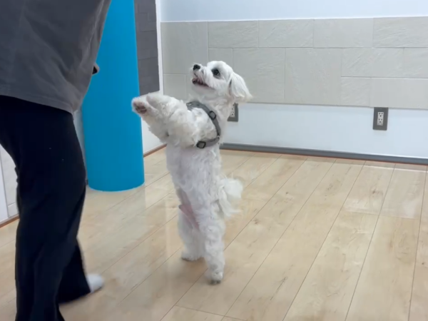 埼玉県さいたま市ショールームにご来店｜フロアコーティングのご相談