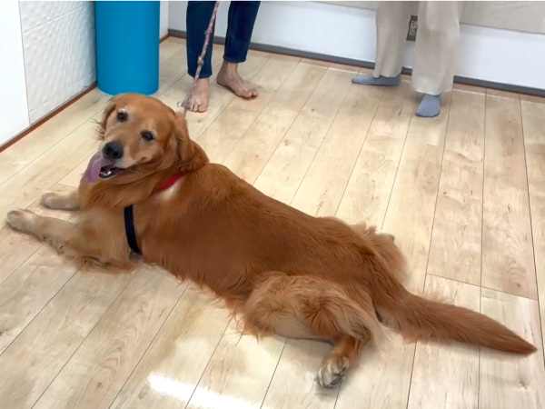 ワンスマイルコート　埼玉　ショールーム　ワンちゃん