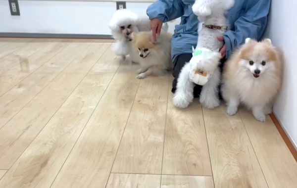 埼玉県さいたま市ショールーム ワンちゃんの様子