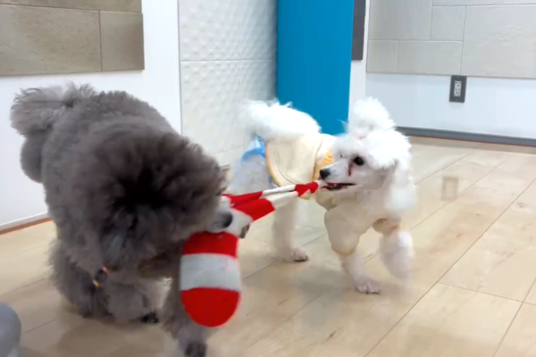 埼玉県さいたま市ショールーム ワンちゃんの様子