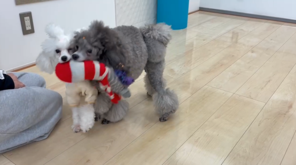 埼玉県さいたま市ショールーム ワンちゃんの様子