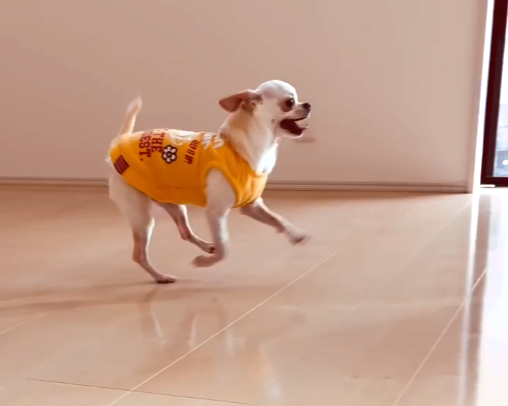 神奈川県小田原市 フロアコーティング後 わんスマイルコート　お客様の様子