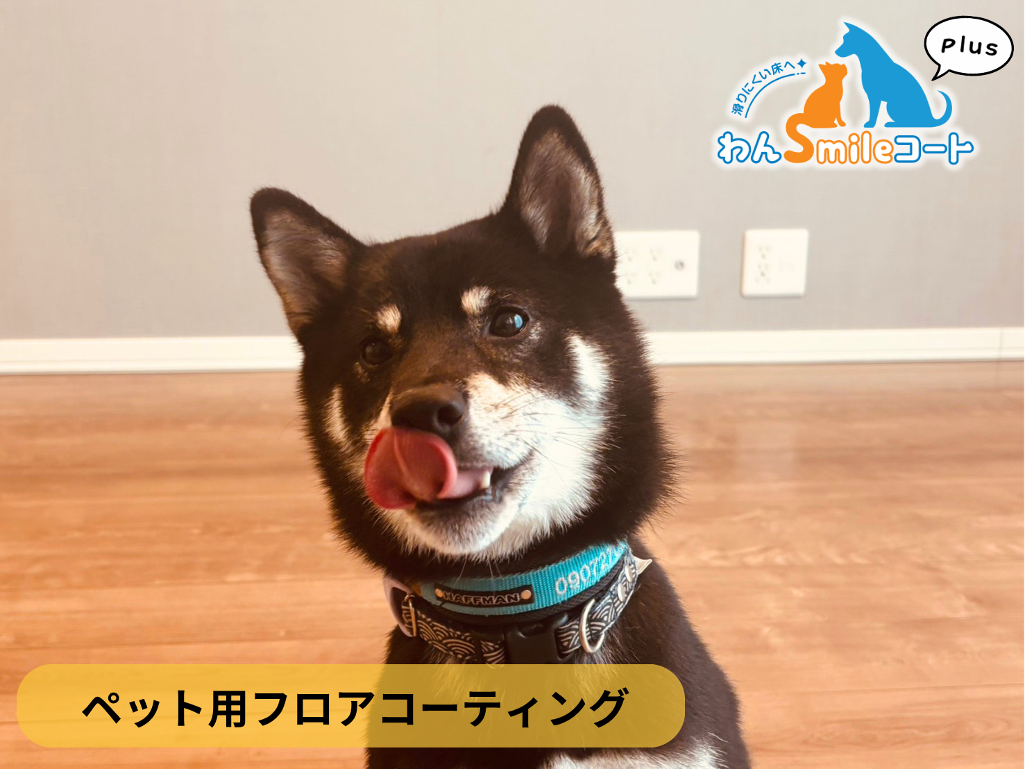 【千葉県成田市】ペット用フロアコーティング施工事例|入居中戸建て(1年) わんスマイルコートplus
