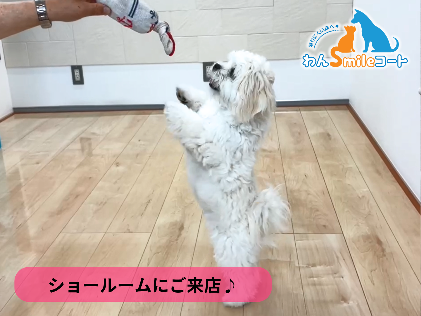 【埼玉県さいたま市】ショールームにご来店いただきました｜フロアコーティングご相談事例