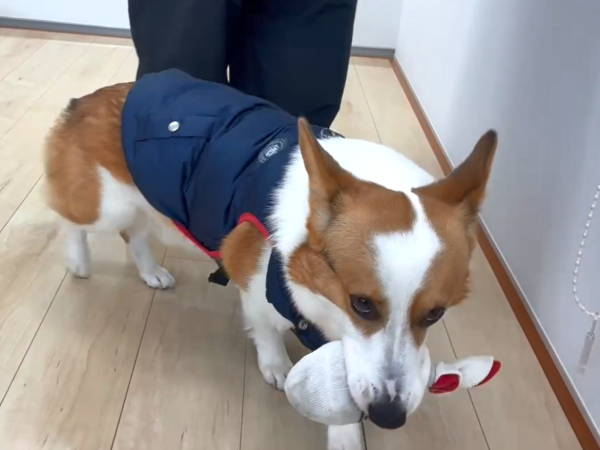 埼玉県　ショールーム　わんスマイルコート　ワンちゃんの様子