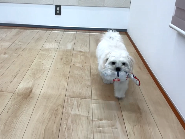 埼玉ショールーム　わんスマイルコート　ワンちゃんの様子