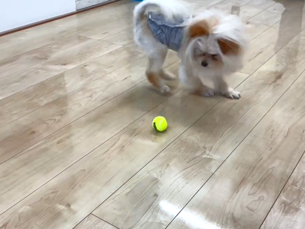 埼玉ショールーム わんスマイルコート ワンちゃんの様子