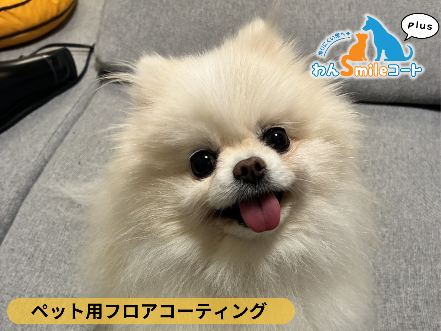 【千葉県柏市】ペット用フロアコーティング施工事例|入居中戸建て(1年) わんスマイルコートplus