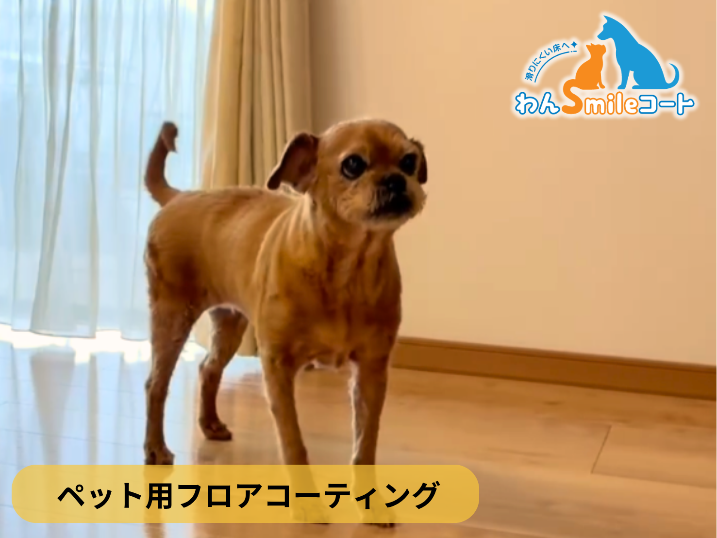 【群馬県高崎市】ペット用フロアコーティング施工事例｜入居中戸建て　わんスマイルコート